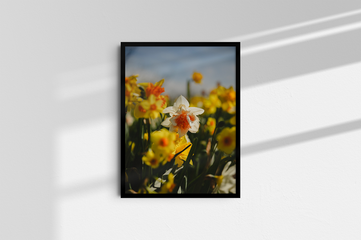 Among the Daffodils-2