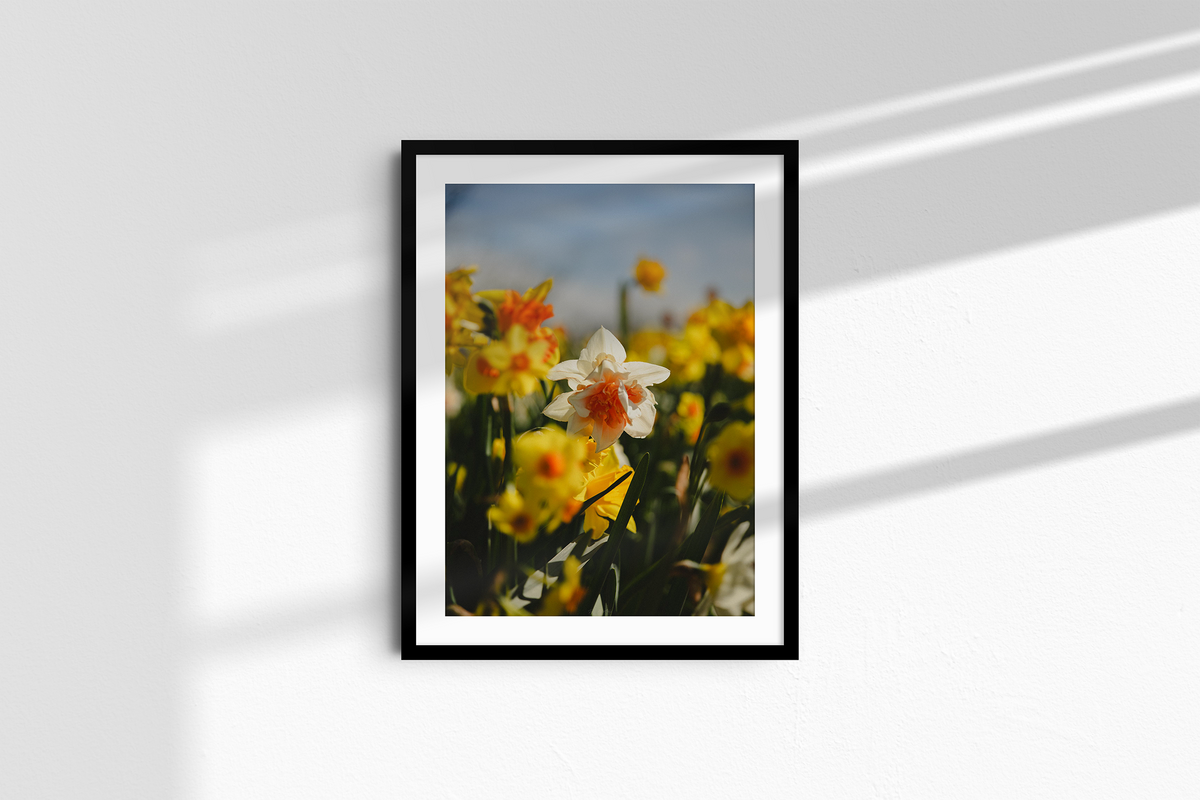 Among the Daffodils-5