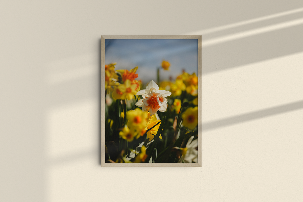 Among the Daffodils-4
