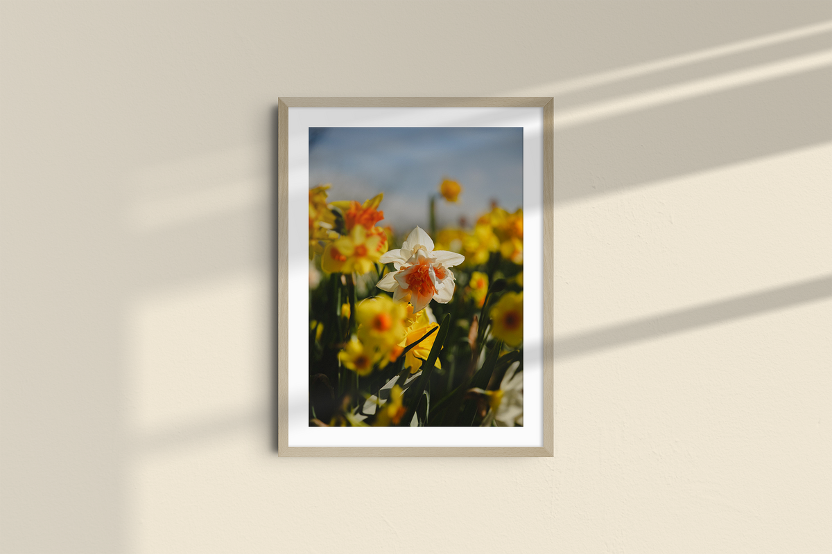 Among the Daffodils-7
