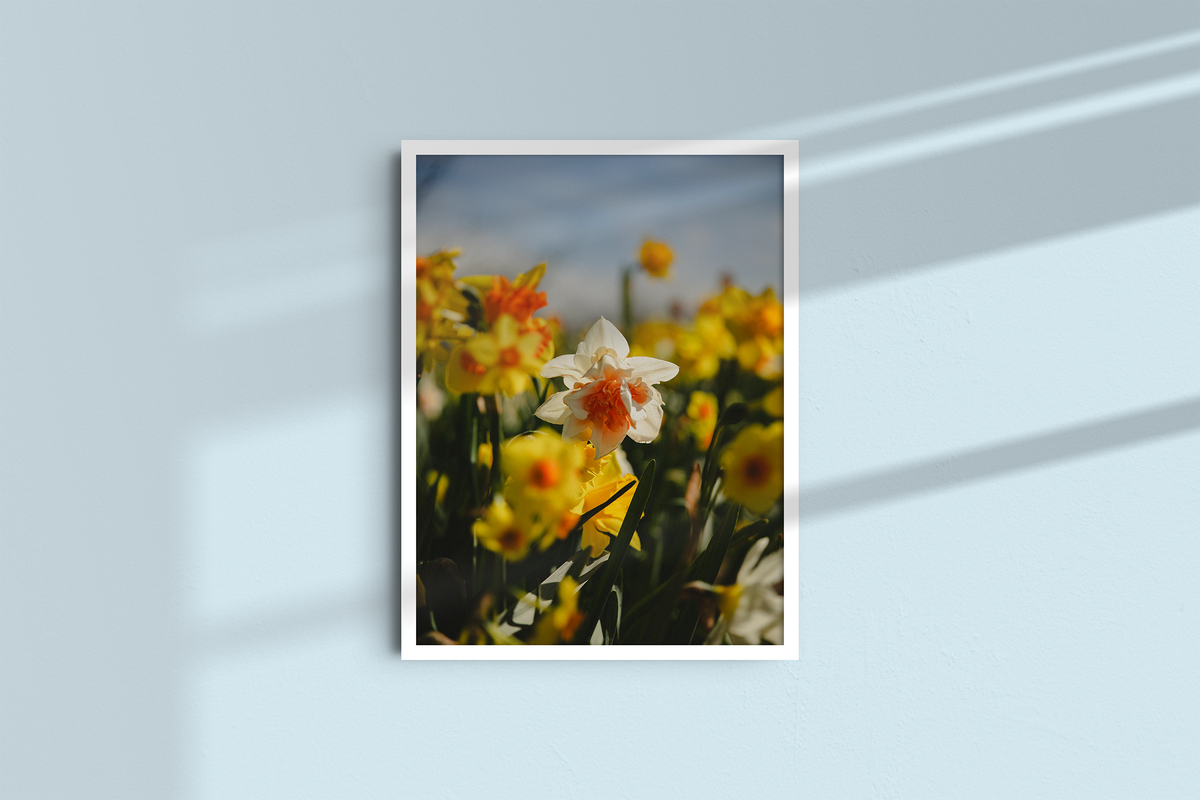 Among the Daffodils-3