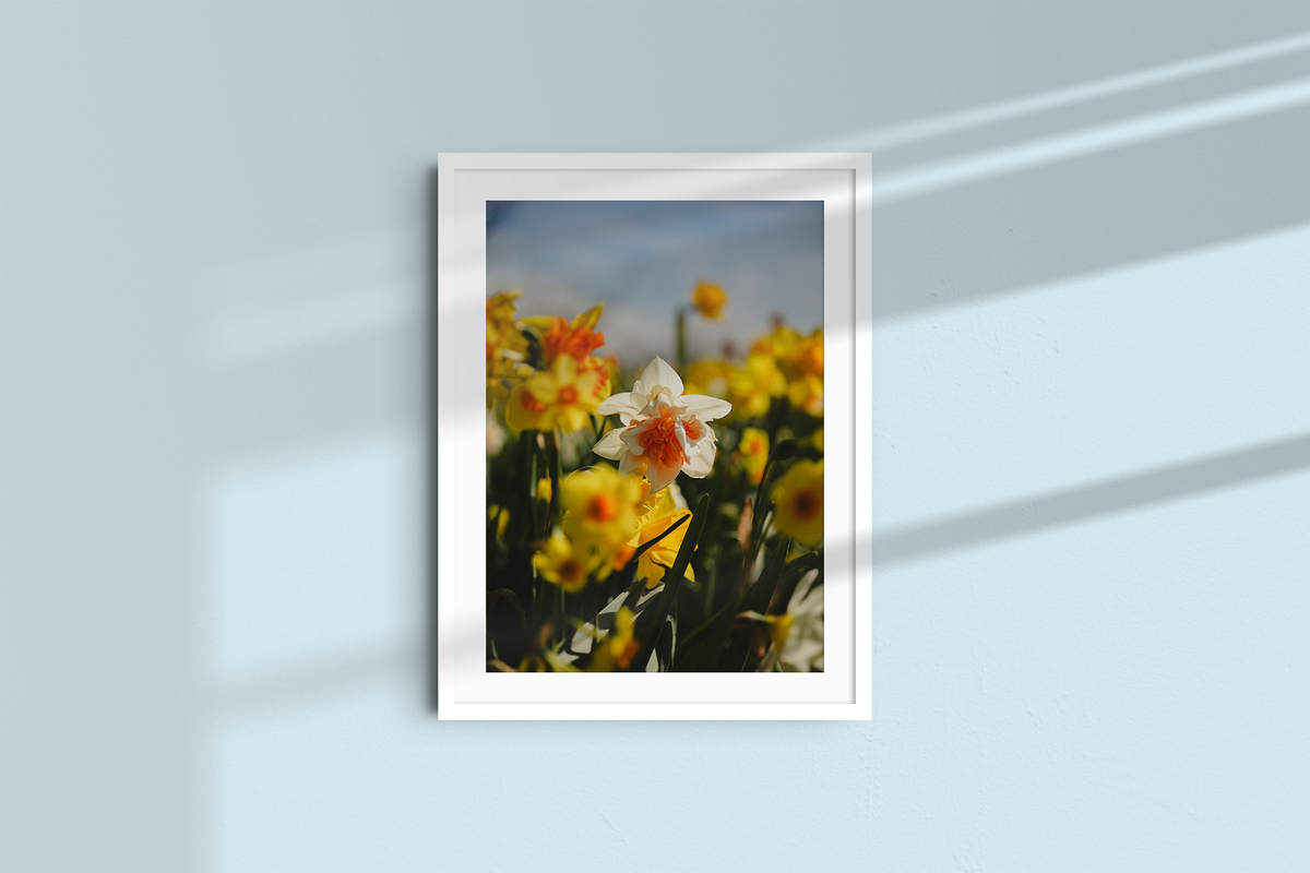 Among the Daffodils-6