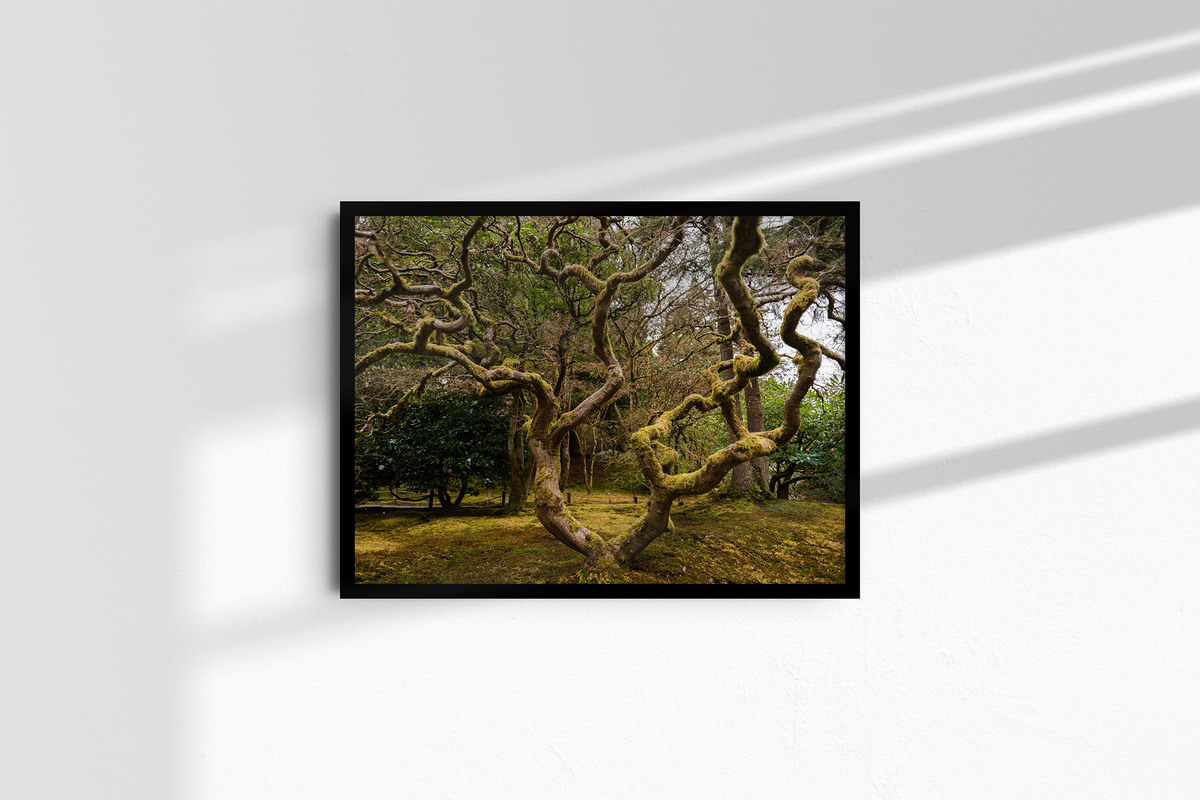 Ancient Form — Moss-Covered Trees-3
