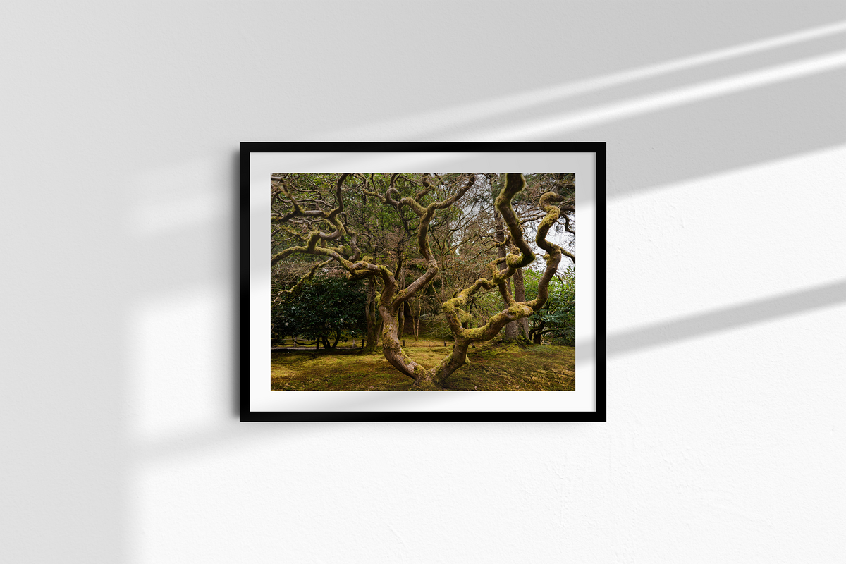Ancient Form — Moss-Covered Trees-2