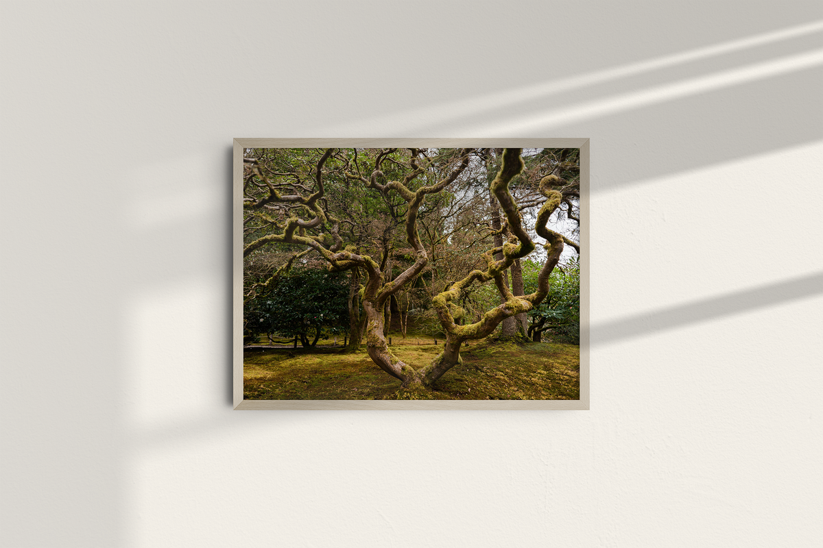 Ancient Form — Moss-Covered Trees-7