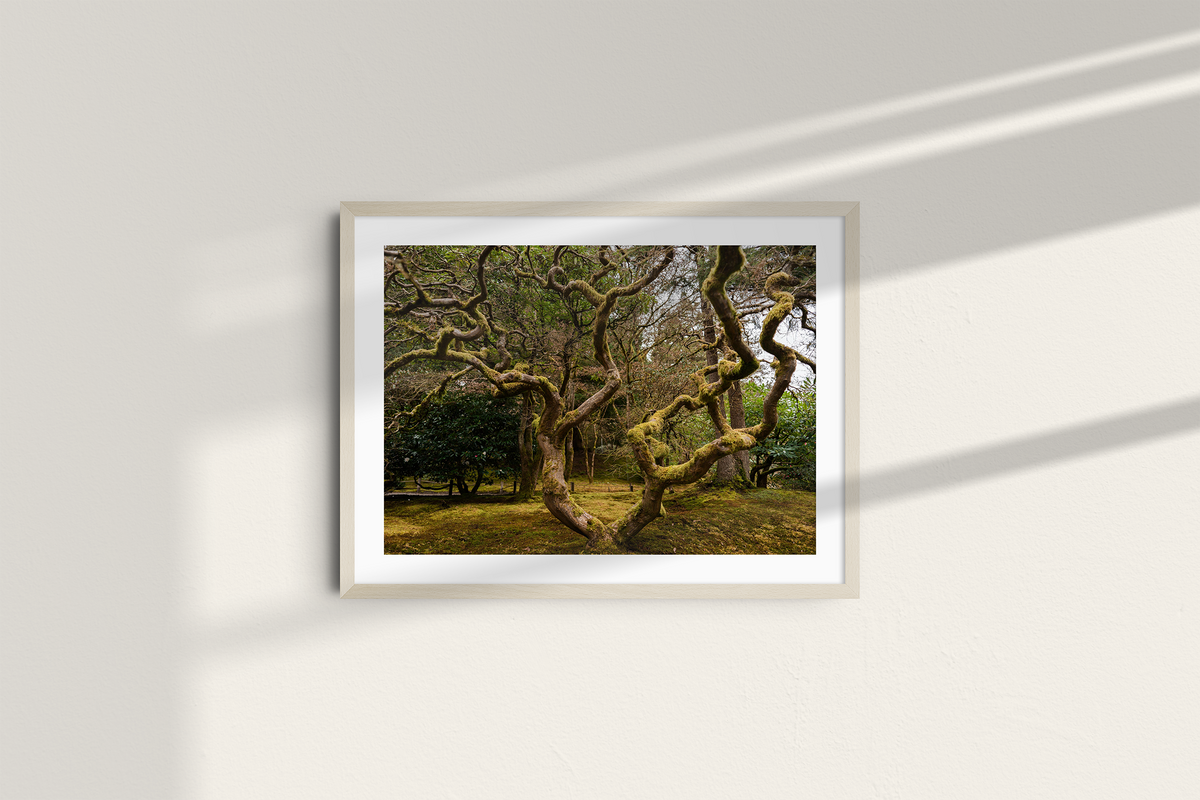 Ancient Form — Moss-Covered Trees-6