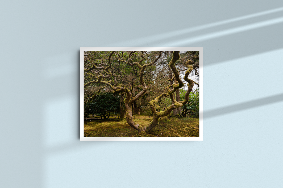 Ancient Form — Moss-Covered Trees-5