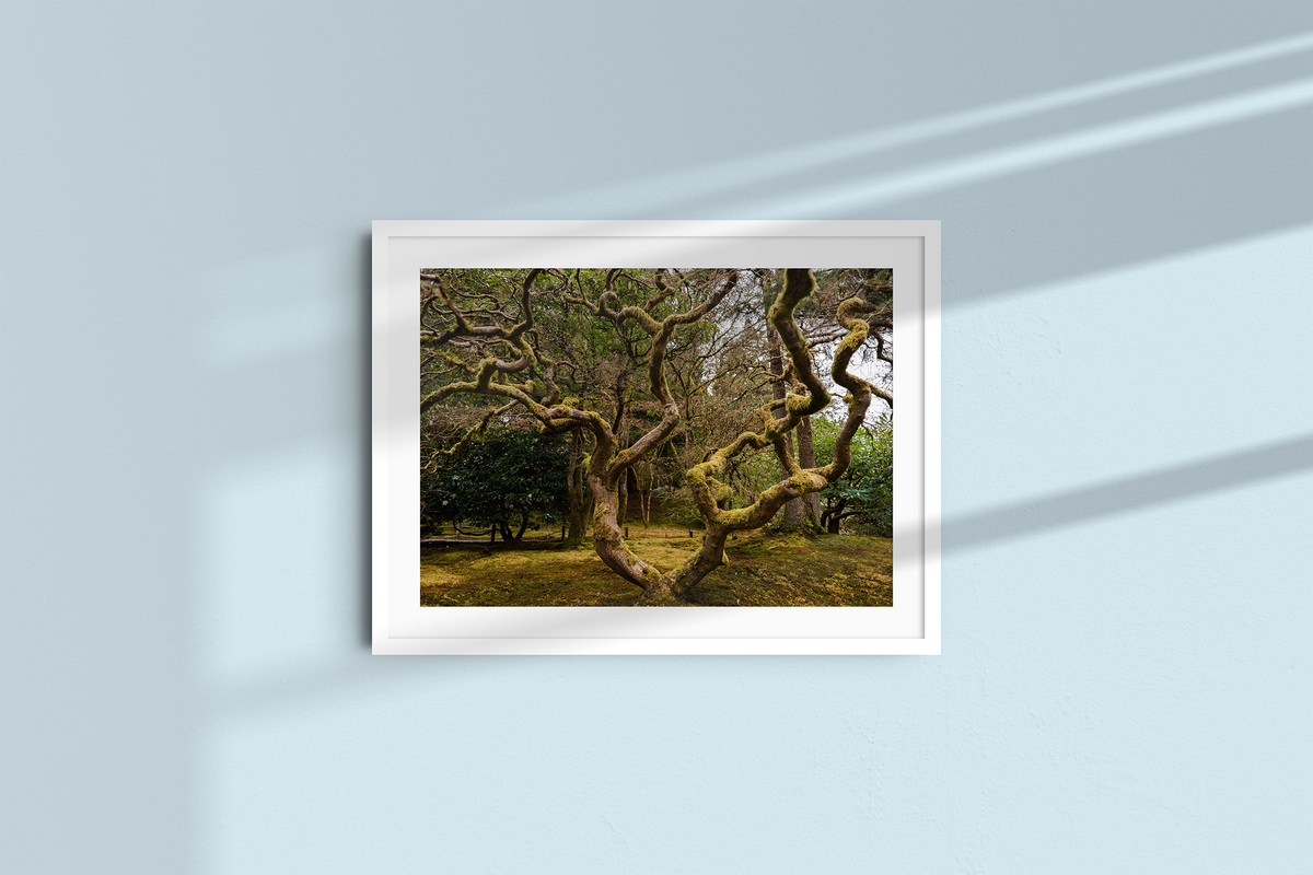 Ancient Form — Moss-Covered Trees-4