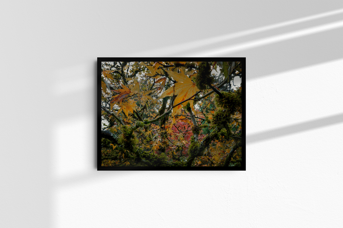 Autumn Entanglement-2