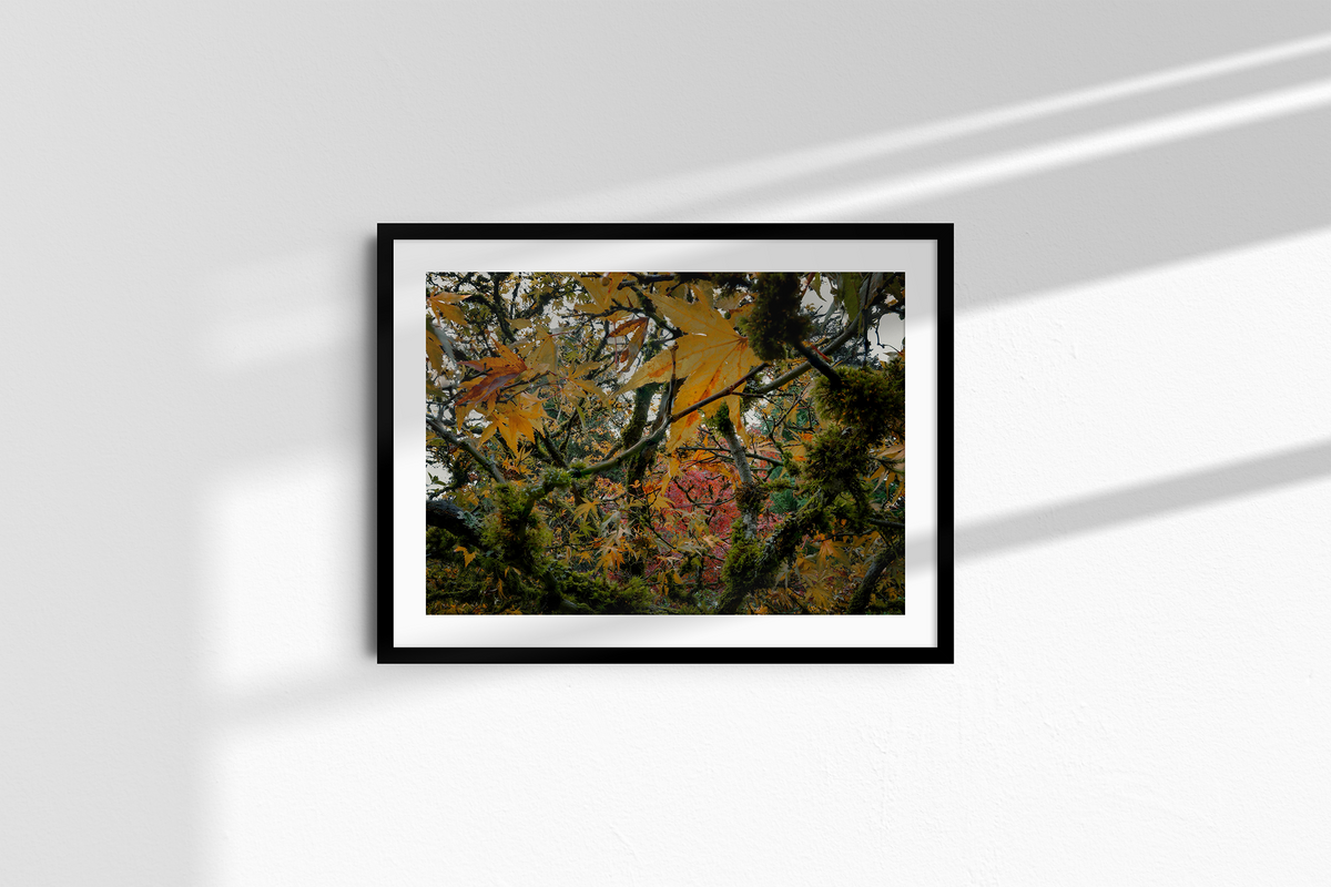 Autumn Entanglement