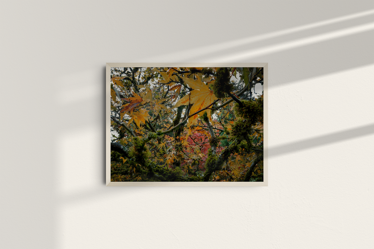 Autumn Entanglement-6