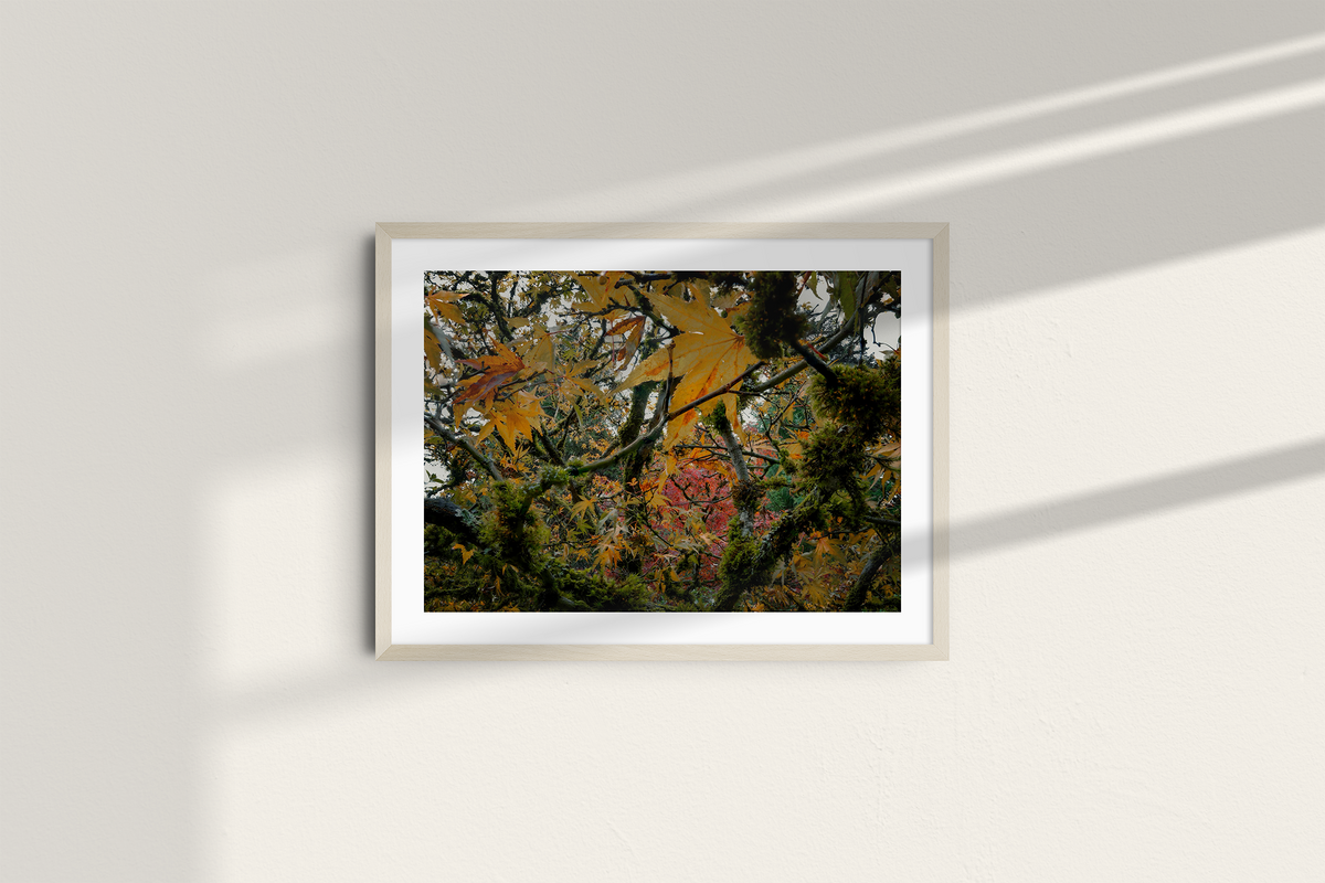 Autumn Entanglement-5