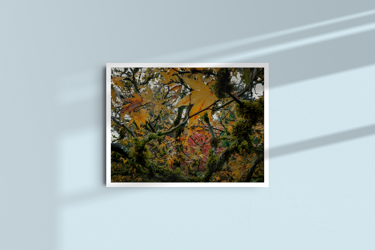 Autumn Entanglement-4