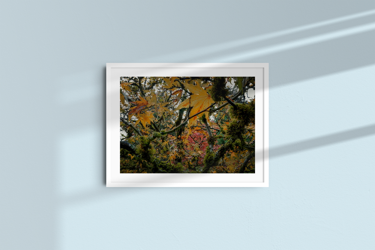Autumn Entanglement-3