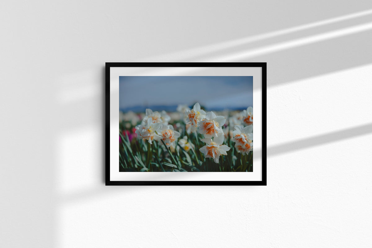 daffodils-in-the-bloom_black_mat.jpg