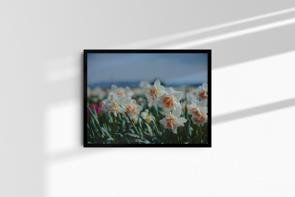 daffodils-in-the-bloom_black_no-mat.jpg