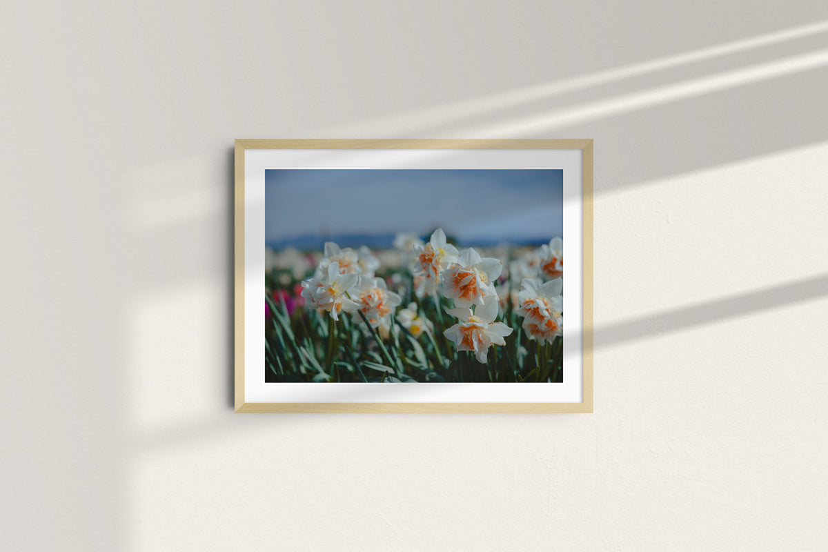 daffodils-in-the-bloom_natural_mat.jpg