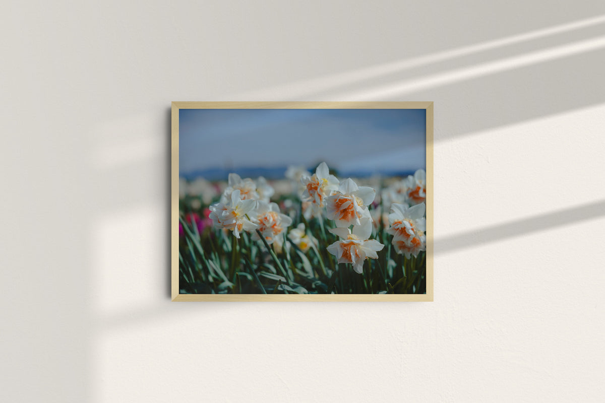 daffodils-in-the-bloom_natural_no-mat.jpg