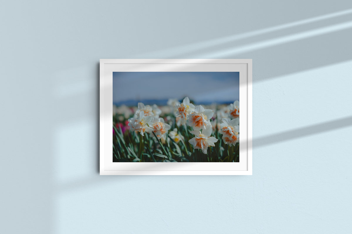 daffodils-in-the-bloom_white_mat.jpg