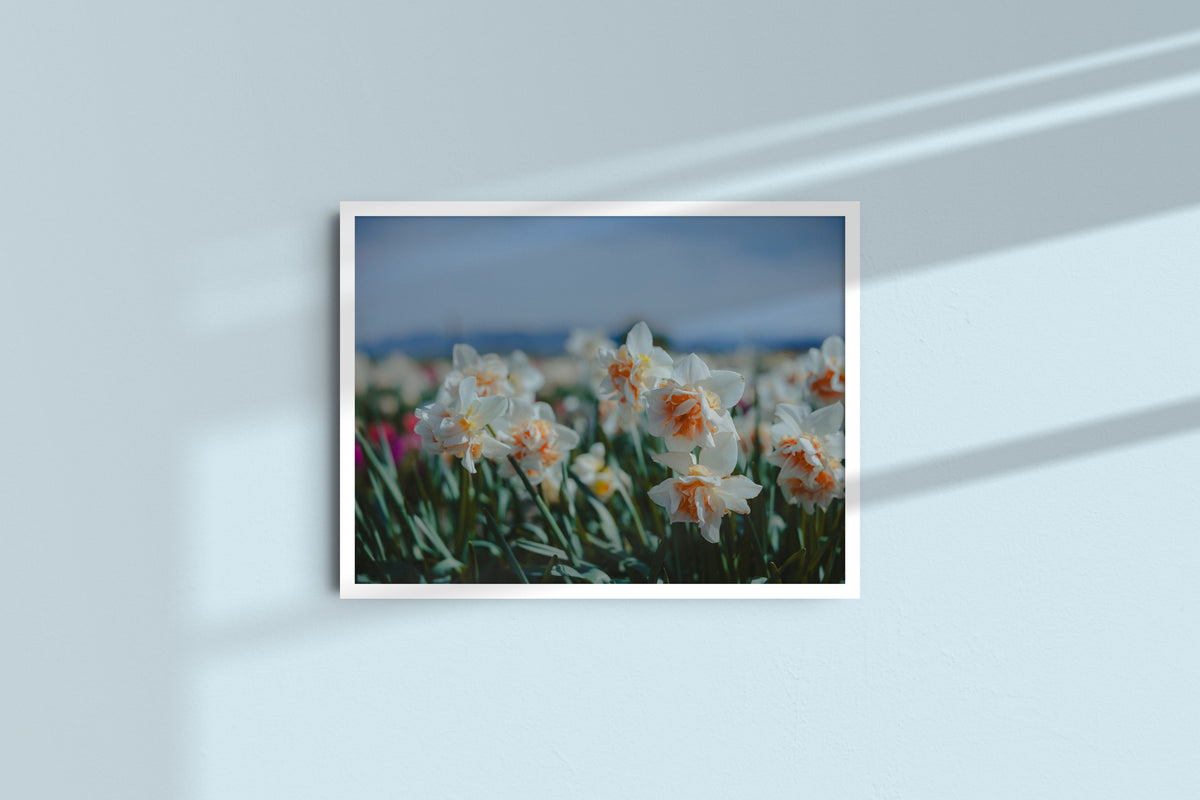 daffodils-in-the-bloom_white_no-mat.jpg
